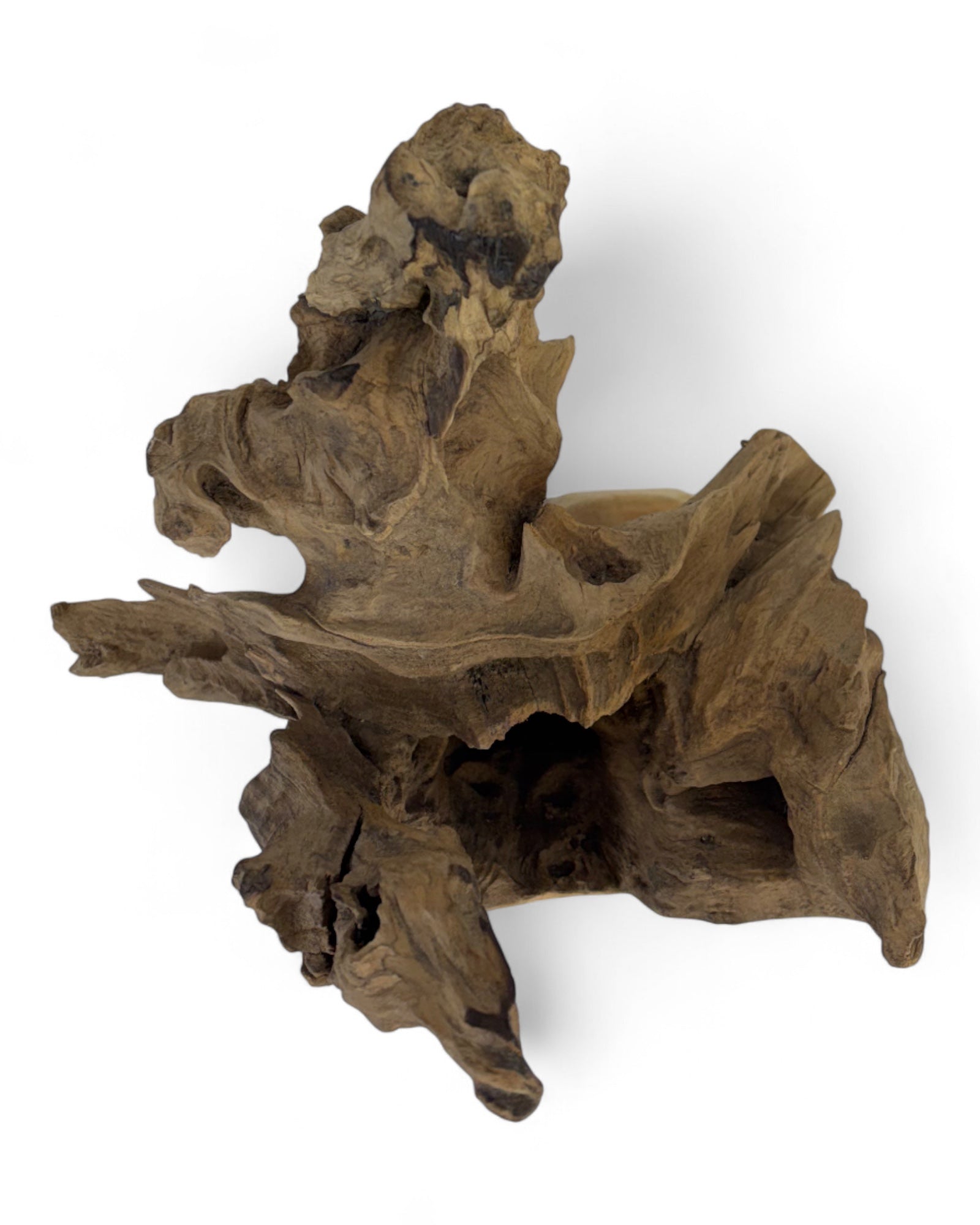 Unique piece: Teak wood decorative sculpture – Natural root wood, one-of-a-kind for living and garden areas