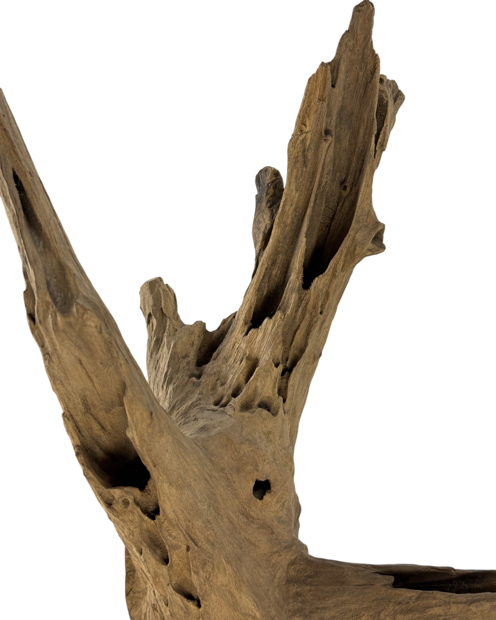 Einzelstück: Einzigartiges Wurzelholz-Dekoobjekt aus Teak - 52 × 38 × 23 cm